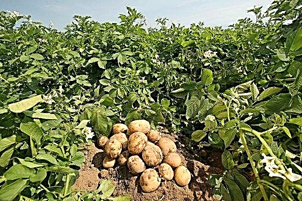 أي نوع من البطاطا لزرعها؟ معايير اختيار أفضل أنواع البطاطس