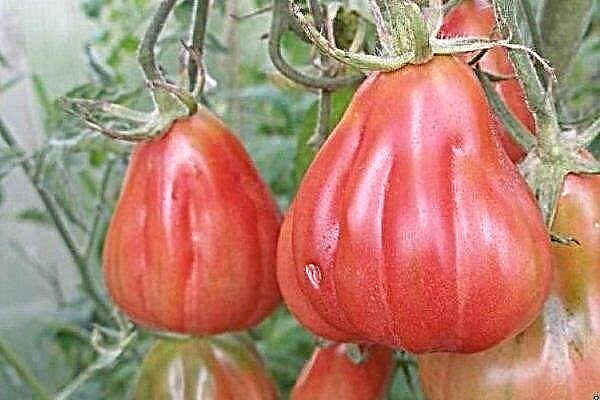 Ribbo-tomaatit Tlacolula de matamoros. Kuinka kasvattaa niitä oikein?