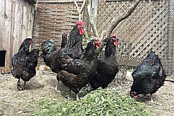 Hens Jersey giant: features of the breed and its content
