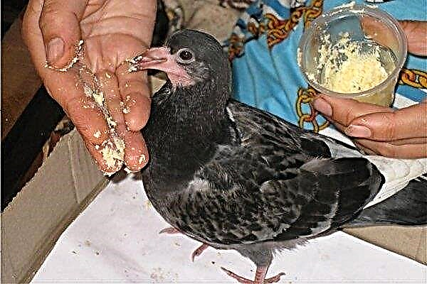 Come nutrire un pulcino di piccione a casa?