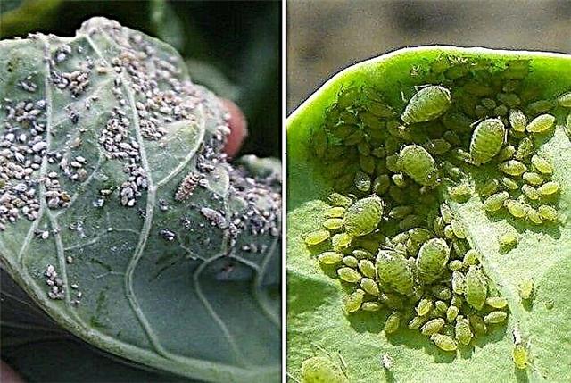 Why does aphid appear on the cabbage and how to get rid of it?