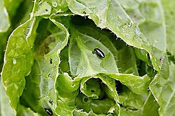 How to get rid of the cruciferous flea on the cabbage and prevent its reproduction?