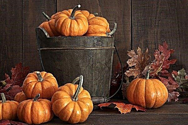Rules and methods for storing pumpkins in winter