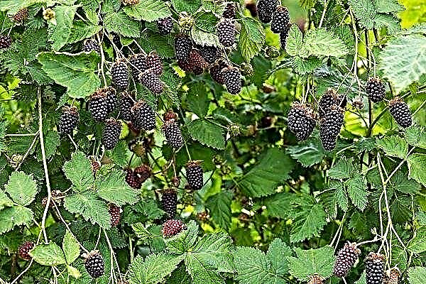 Zwarte frambozen: de variëteiten, kenmerken en subtiliteiten van het groeien
