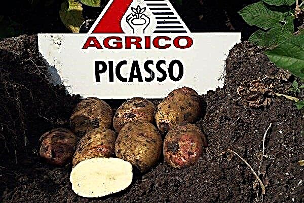 Picasso-aardappelvariëteit: kenmerken, planten en verzorging
