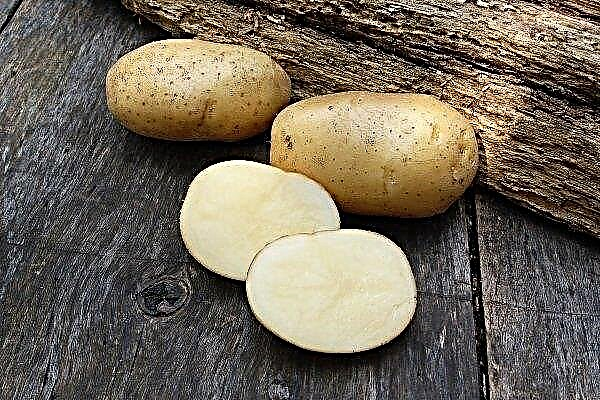Kartoffelsorte Newski: Merkmale, Pflanzung und Pflege