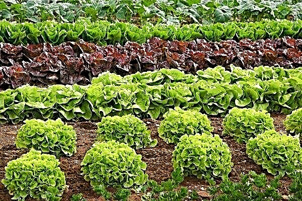 Nejlepší druhy a odrůdy salátu