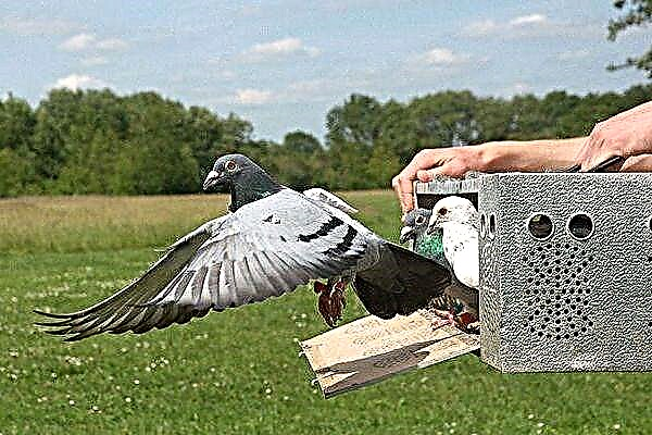 Is pigeon mail relevant today? Features breeding and training postal (sports) pigeons