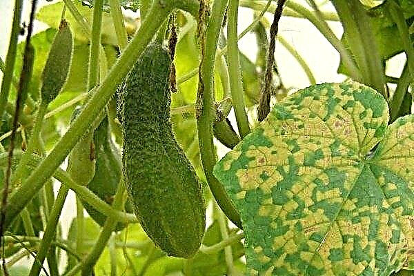 Hva er sykdommene og skadedyrene i agurker? Kontrollmetoder og forebygging