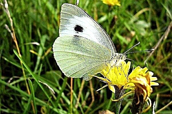 Prečo je kapusta motýľ nebezpečná? Ako zabrániť deštrukcii plodiny?