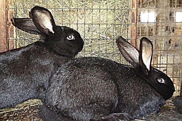 Black-brown rabbit - all about the universal breed
