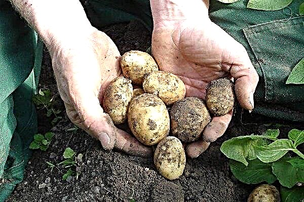 Ποικιλία πατάτας Lasunok: περιγραφή, καλλιέργεια γεωργική τεχνική