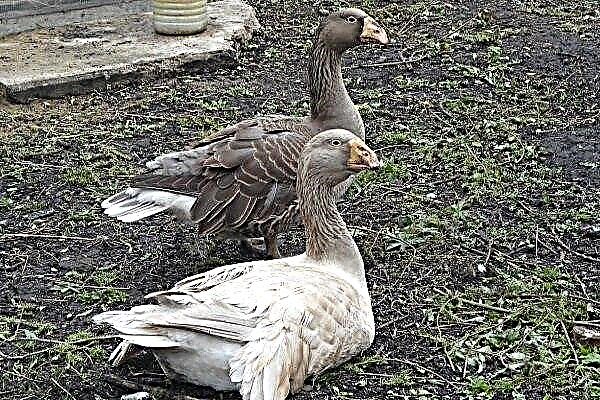 Fighting Tula geese: how to properly maintain them?