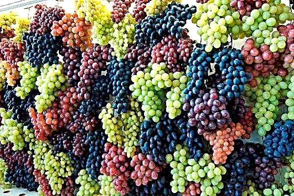 Que variedades de uvas existem? Ordem alfabética