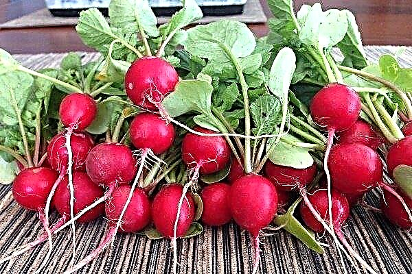 Overview of the best varieties of radishes for different growing conditions