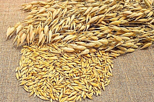 The best varieties of oats and their characteristics