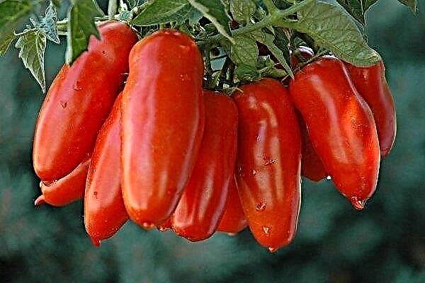 Descripción, características del cultivo y cuidado de tomates de la variedad "Plátano rojo"