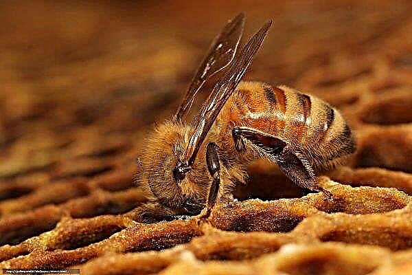 Kaip bitės gamina korius ir kodėl jų reikia?