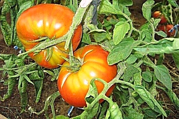 Kenmerken van de teelt en verzorging van tomaten van de variëteit King of the Giants