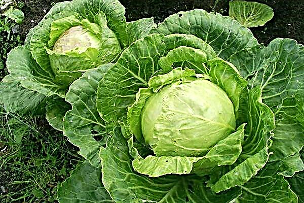 Everything about the cabbage variety Gift: features of cultivation and care, harvesting and storage of crops