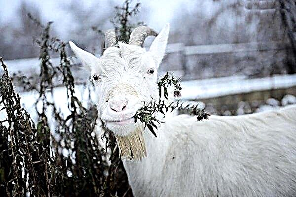 Feeding goats in winter