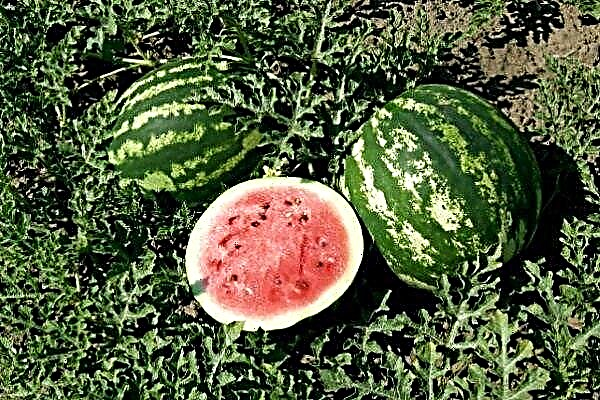 All about Skorik watermelon - features of planting and growing