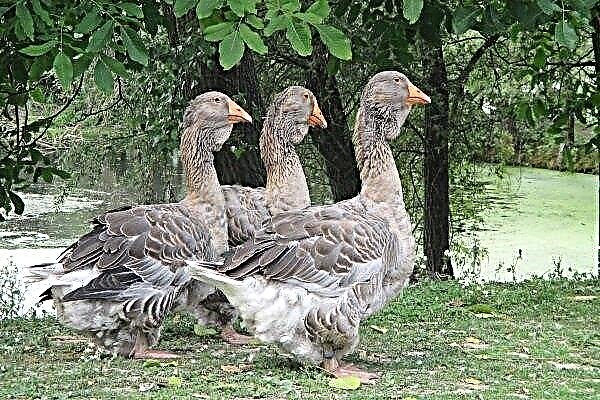 Toulouse geese - main characteristics and conditions of detention