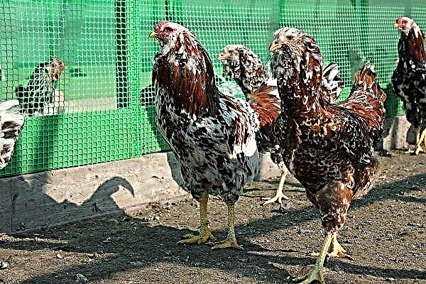 Description of the breed of chickens Orlovskaya: characteristics, conditions of detention and reviews