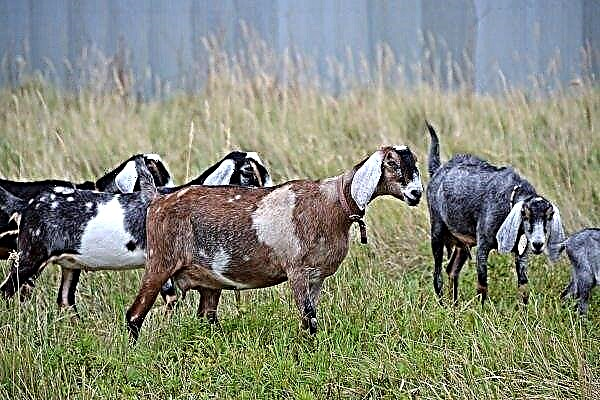 Difficulties breeding Anglo-Nubian goats. And why take a chance?