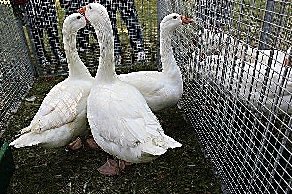 Why are Italian geese often used for breeding?