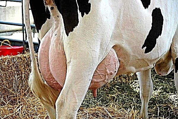 What is the danger of udder swelling in cows, and how to cure it?