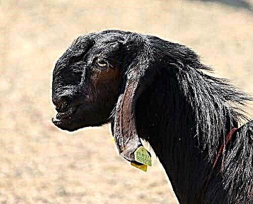 Features of keeping and breeding Shami goats