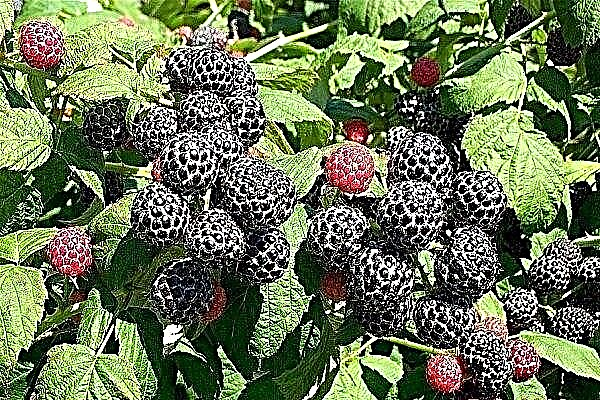Unusual raspberry variety Cumberland: main features and rules of cultivation