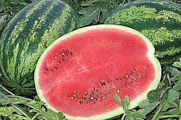 Wassermelone Karistan F1: seine Eigenschaften, Regeln für das Pflanzen und die Pflege