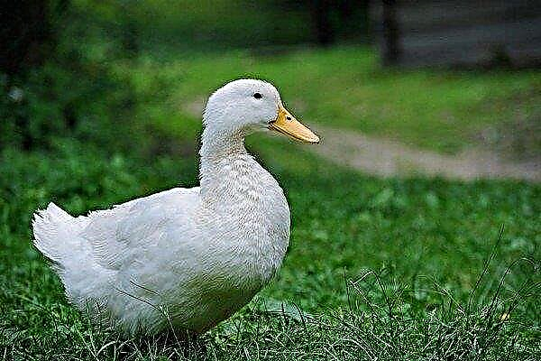 Blagovarskaya duck - breed description and cultivation features