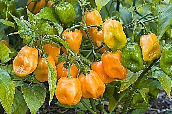 Growing Habanero pepper at home and outdoors