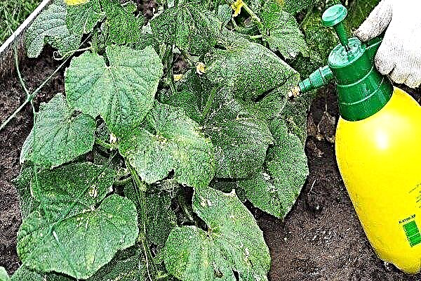 How to feed cucumbers? Types and recipes of fertilizers