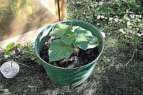 How to grow cucumbers in buckets? Step by step instructions