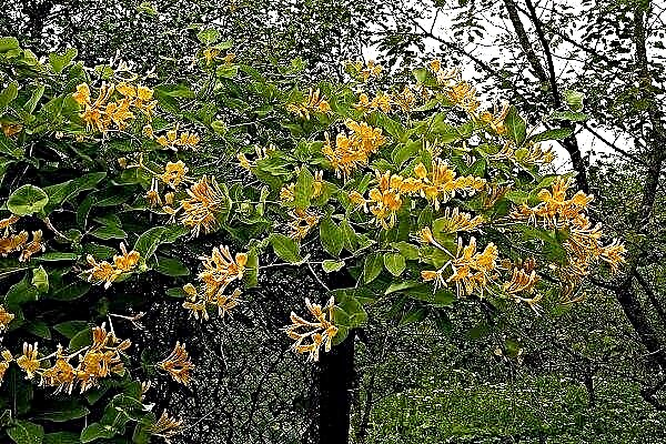 The main characteristics of Honeysuckle Honeysuckle and the rules for its cultivation