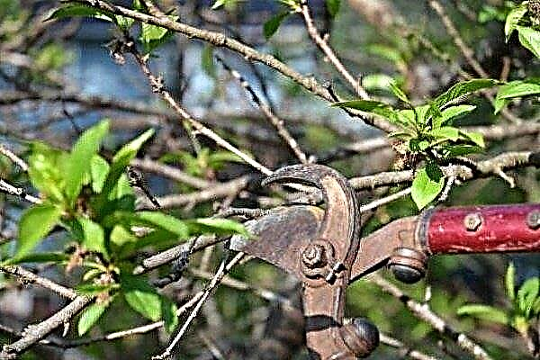 How to prune cherries in the fall: tips for beginners
