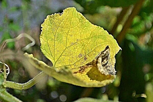 Las hojas de pepino se vuelven amarillas y secas: ¿razones y qué hacer?