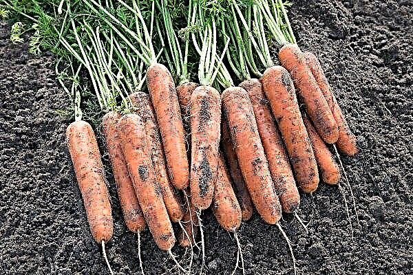 Как да отглеждаме моркови Самсон? Характеристики на сорта и неговото отглеждане