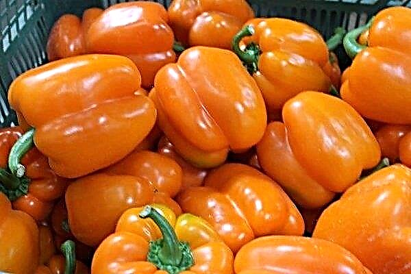 Características do pimentão maduro precoce Milagre da laranja e as características de seu cultivo