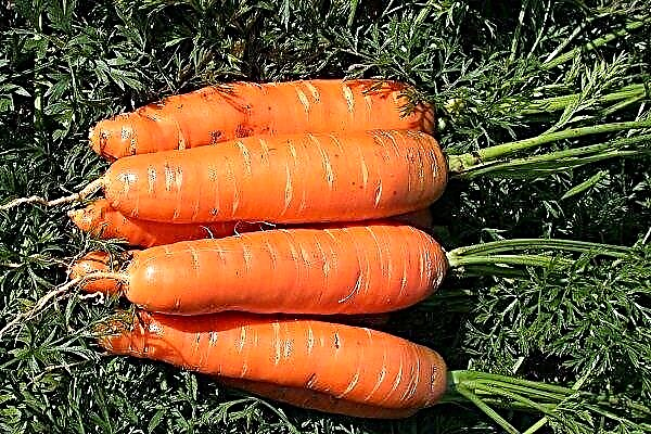 Overview of the classic variety of carrots Nantes