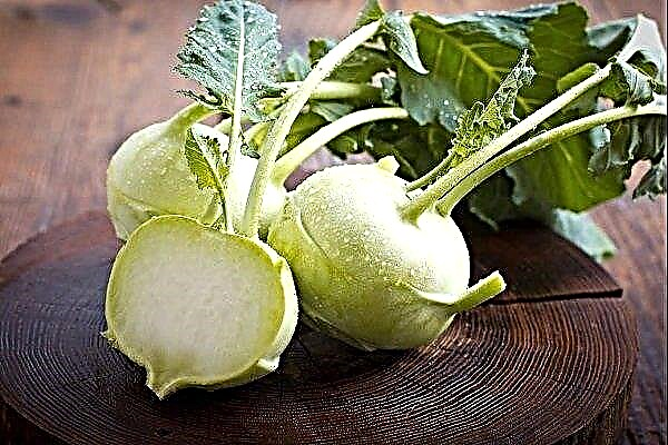Cultivation of Kohlrabi cabbage: varieties, their features, planting and care