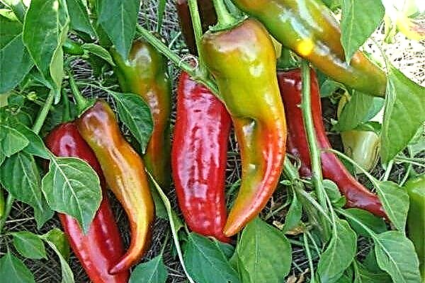 Kakadu pepper - the main characteristics of the hybrid and the rules of cultivation
