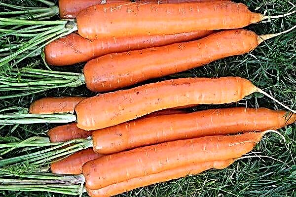 Variedade de cenoura Tushon: suas características e cultivo
