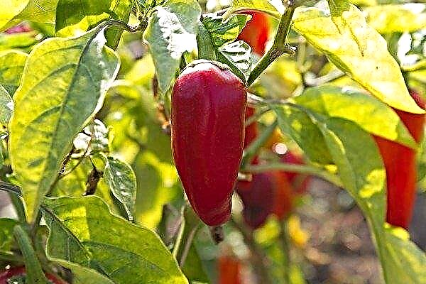 Features of sweet pepper Swallow: its characteristics and growing rules