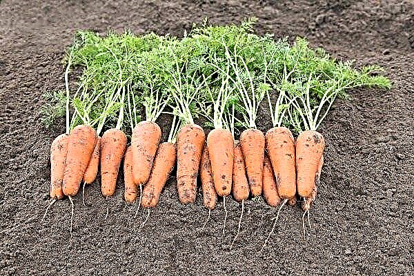 Characteristics of carrots Chantane and features of its cultivation