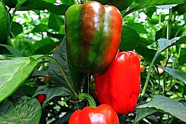 Planting and Growing Sweet Peppers California Miracle